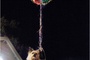 un-chien-accroche-aux-ballons-jpg