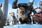 les-pirates-jpg