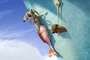 scrat-effraye-jpg
