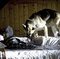 carriers 2009 16066 1773962937 - Infectés 