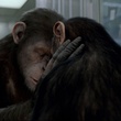 un-calin-de-singe-jpg