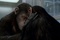 un-calin-de-singe-jpg