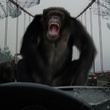 un-chimpanze-jpg