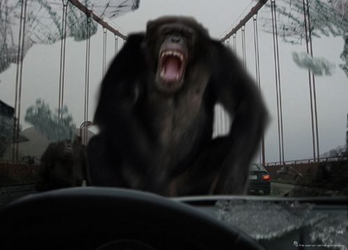 un-chimpanze-jpg