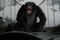 un-chimpanze-jpg