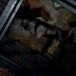 un-singe-en-cage-jpg