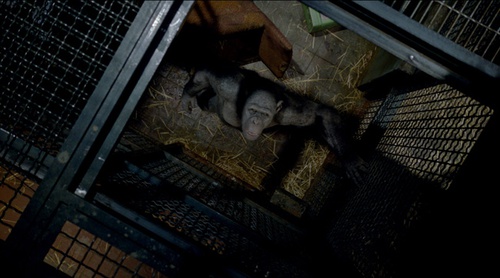un-singe-en-cage-jpg