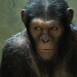 un-singe-jpg