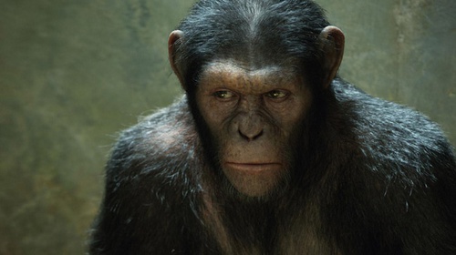 un-singe-jpg
