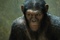 un-singe-jpg