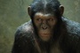 un-singe-jpg