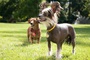 deux chiens
