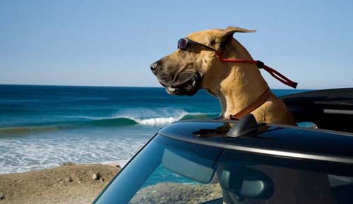 marmaduke a la plage