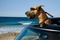 marmaduke a la plage