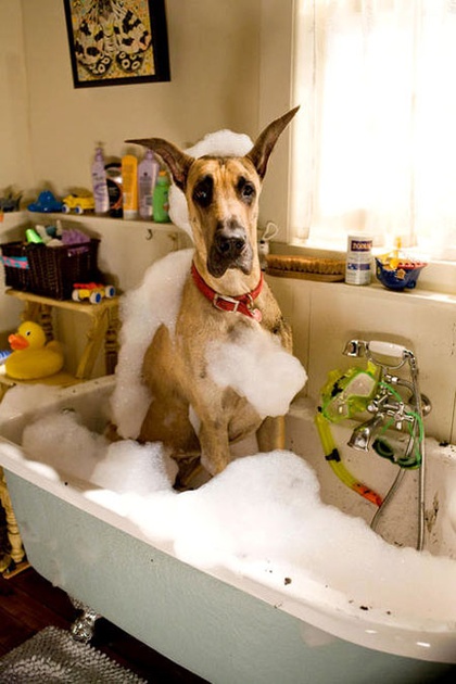 marmaduke dans le bain