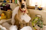 marmaduke dans le bain