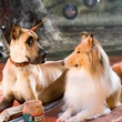 marmaduke et mazie