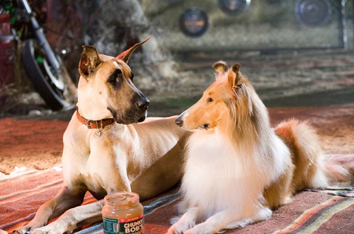 marmaduke et mazie