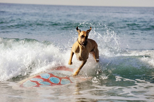 marmaduke surfant