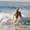 marmaduke surfant - Marmaduke 