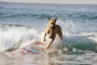 marmaduke surfant