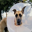 marmaduke