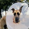 marmaduke - Marmaduke 