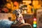 un petit chien
