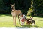 une   quipe de chien
