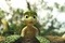 samy la tortue