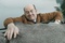 david-koechner-jpg