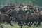 bataille-dans-cheval-de-guerre-jpg