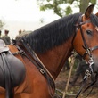 cheval-dans-cheval-de-guerre-jpg