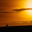 cheval-de-guerre-au-crepuscule-jpg
