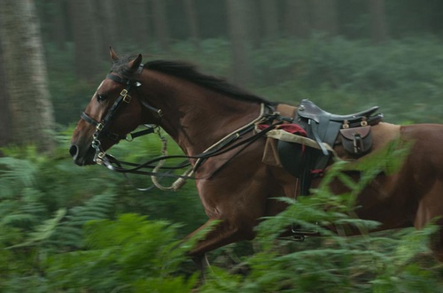 cheval-de-guerre-cheval-jpg