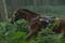 cheval-de-guerre-cheval-jpg