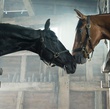 chevaux-cheval-de-guerre-jpg
