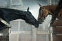chevaux-cheval-de-guerre-jpg