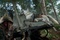 saut-de-cheval-cheval-de-guerre-jpg