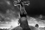 affiche-frankenweenie-jpg