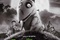Affiche du film Frankenweenie 