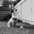 chien-jpg