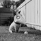 chien-jpg - Frankenweenie 