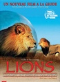 Lions, combat de rois au Kalahari