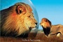 Affiche du film Lions, combat de rois au Kalahari