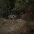 un cerf dans la foret