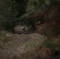 un cerf dans la foret - Pauline et François 