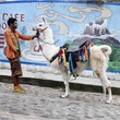 jamel-debbouze-et-un-lama-jpg