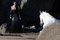 le-cheval-venant-a-blnche-neige-jpg