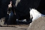 le-cheval-venant-a-blnche-neige-jpg